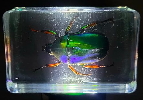 Miniatura 6 de Escarabajo Chafer de rosa verde unicornio real de 1.732 in en espécimen de resina de lucita cristalina, muestra de color preservado del día de San