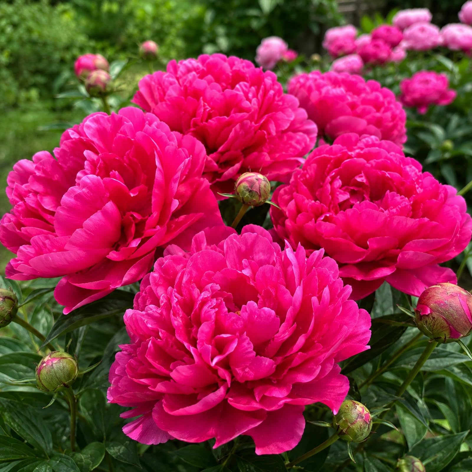 Peony Bulbs for Planting Now,Fragrant, Hardy Herbaceous Perennials, Garden Displays-a-2 Bulbs-B