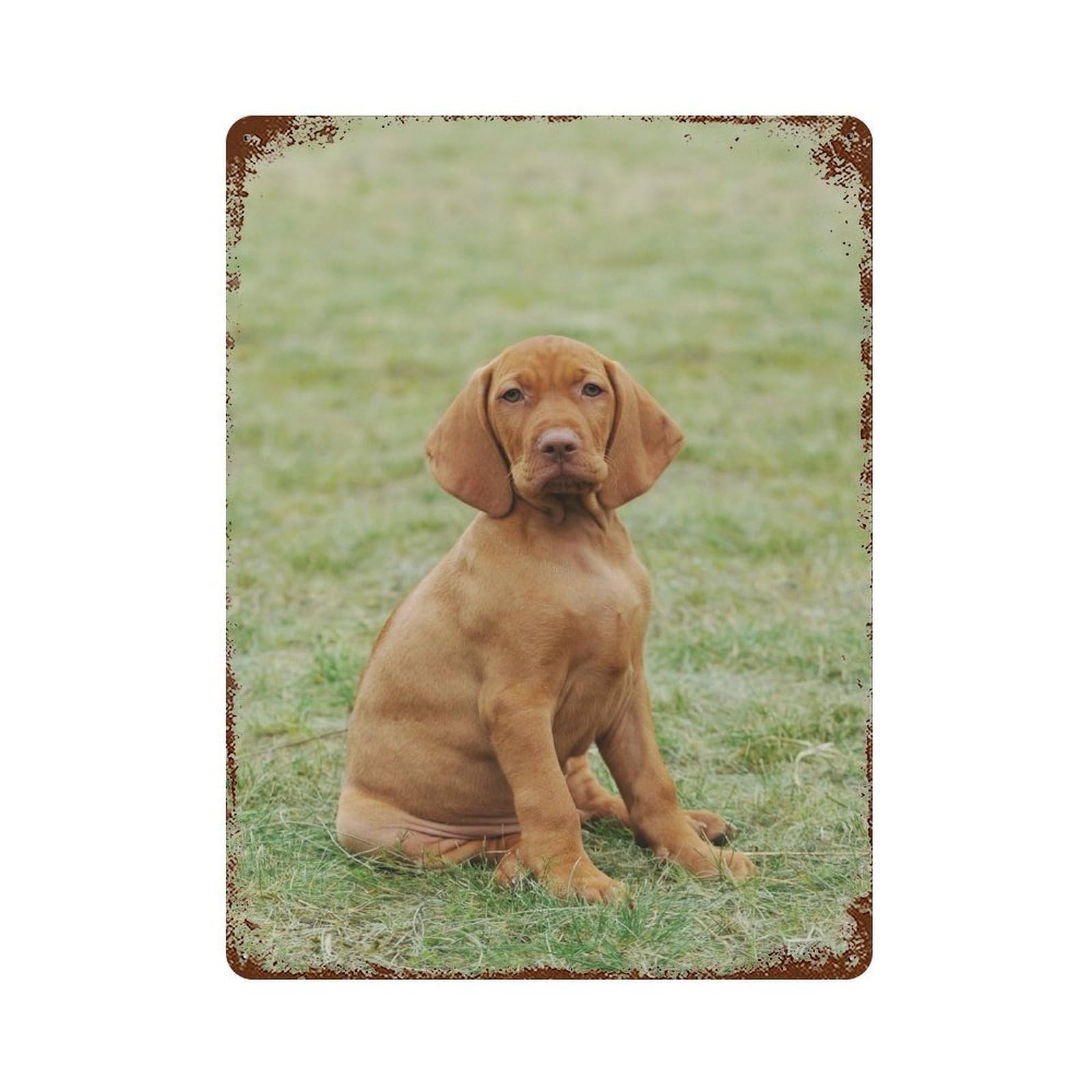 Garage Style Hungarian Vizsla Puppy Rusty Metal Tin Sign 15.7"x11.8", Shabby Chic Decor for Bar And Workshop