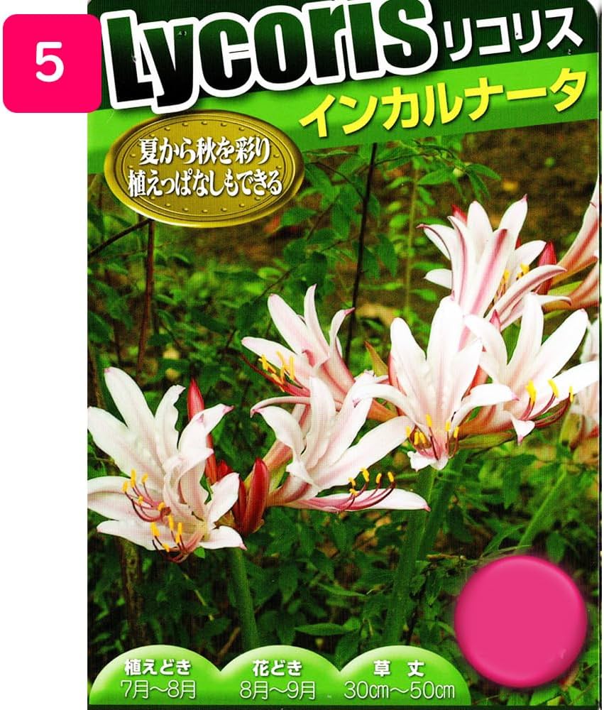 レア物、対馬産ムジナノカミソリ2球植え、鉢植えのまま発送です
