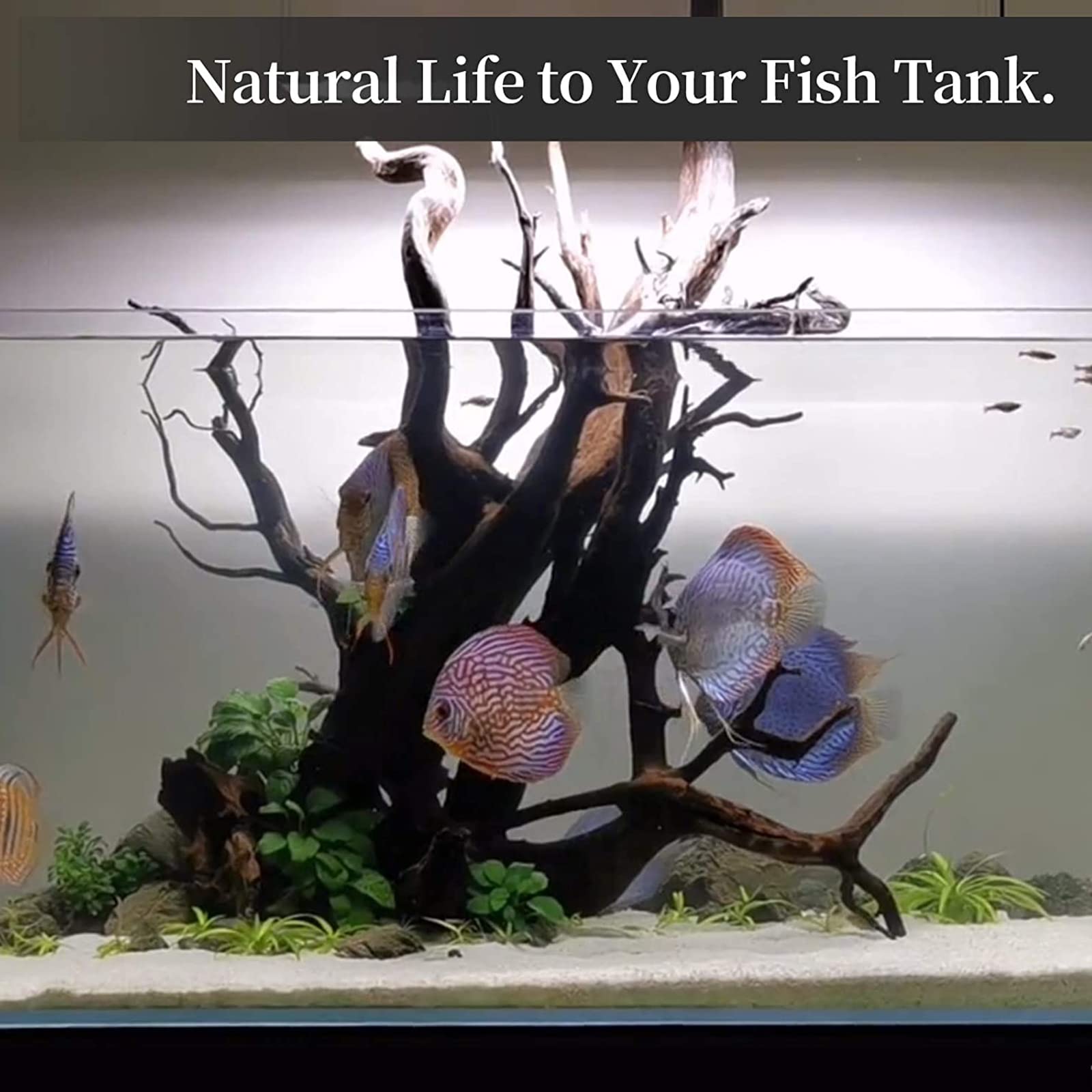 Decoración de madera flotante para acuario, escondite de troncos de madera natural, adornos betta, ramas de forma irregular, árbol de madera flotante, agua dulce, bajo el agua, betta, mediano y