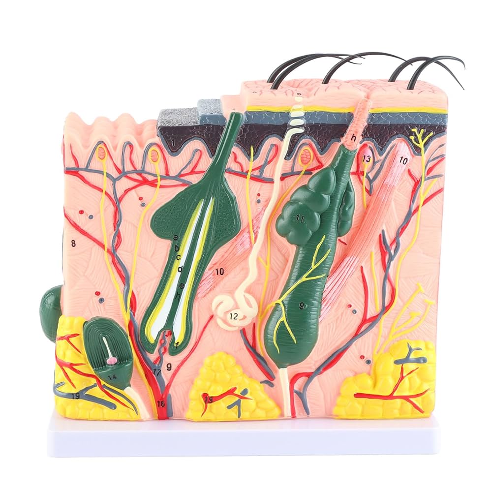 ヒト皮膚解剖モデル　Tedco4Dビジョン【組み立て済完成品】 ヒト皮膚解剖モデル Tedco4Dビジョン【組み立て済完成品】