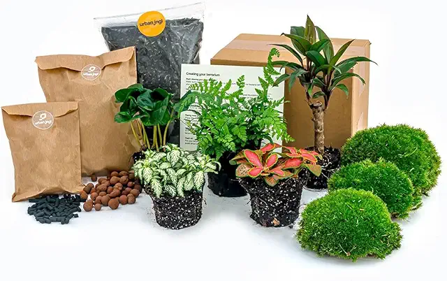 Jungle 5 Terrarium Plants Pack - DIY Coffea, Fern, Palm, Fittonia Refill & Starter