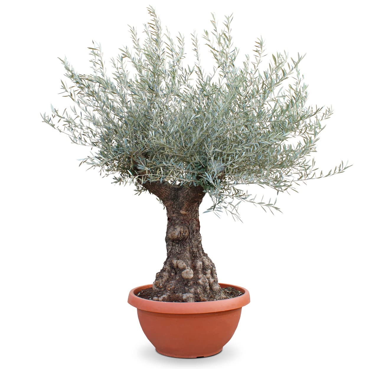KENTIS - Véritable Bonsaï Olivier Hauteur Environ 200 cm - Olea Europea Bonsaï Circonférence du Tronc Environ 60-100 cm - Plante d'Extérieur pour les Jardins - Plante Ornementale - Olivier