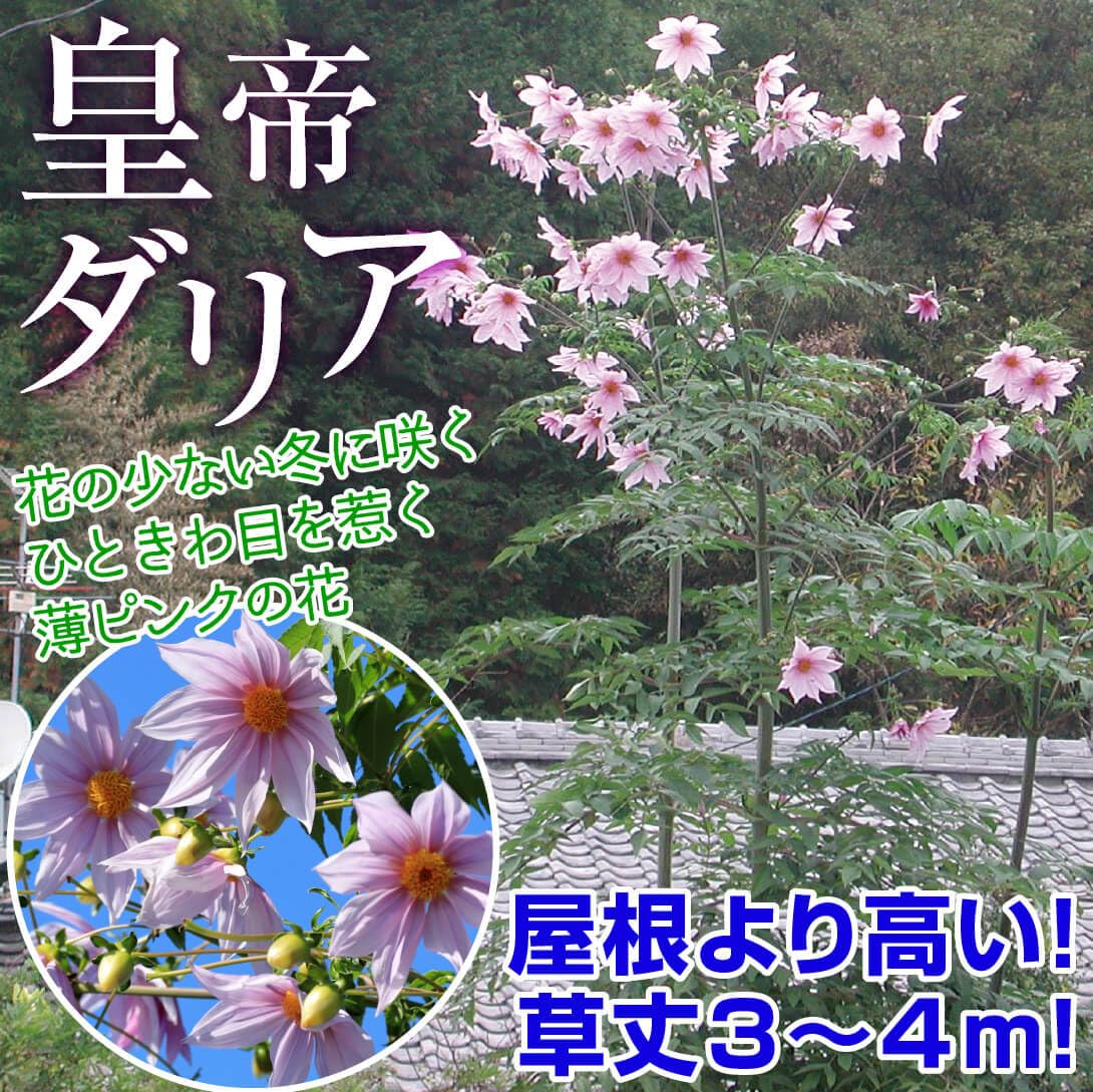 Amazon.co.jp: 花苗 皇帝ダリア ガッツァリアセット 3種3株 / 国