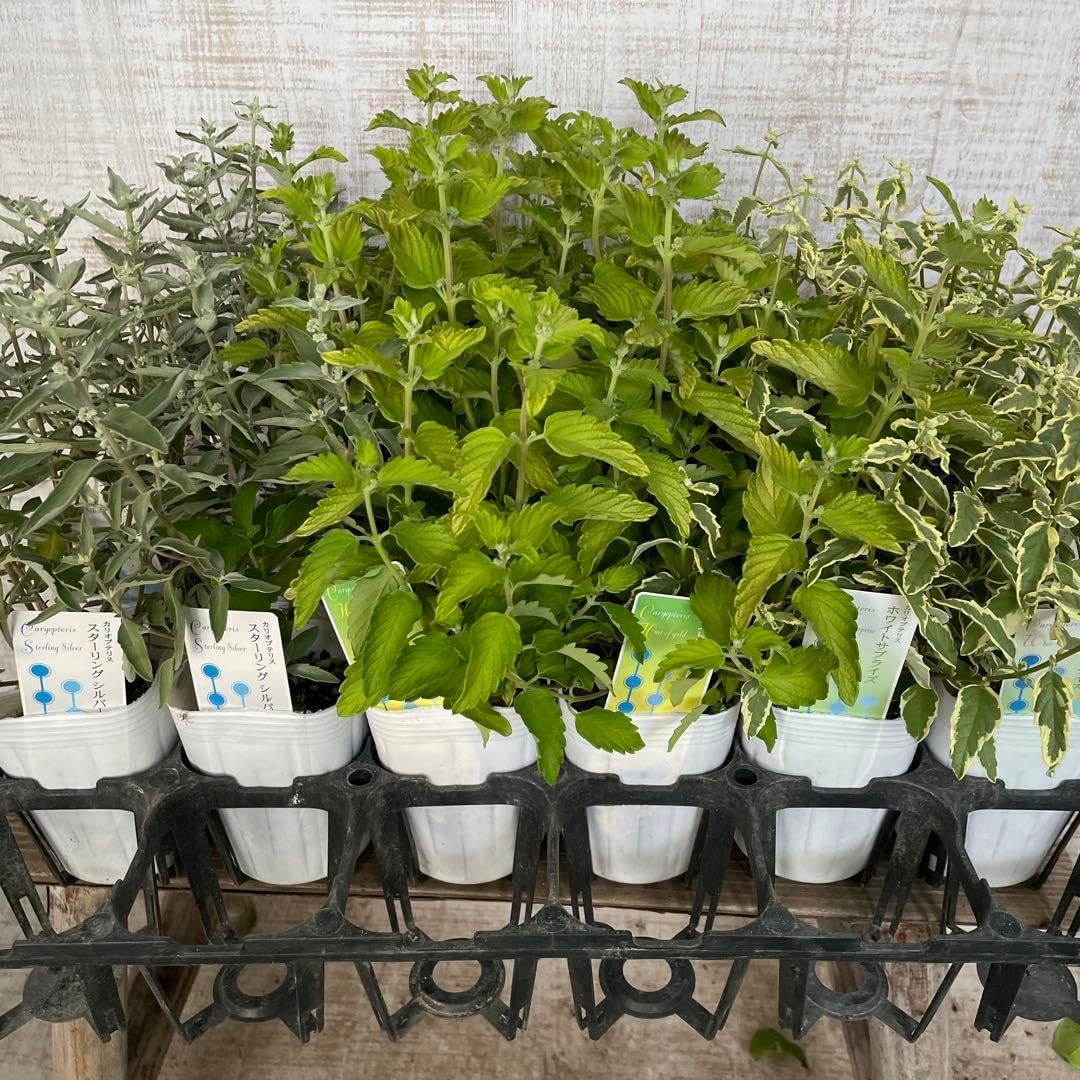 樹高8㎝極太 赤花 百日紅 ミニ 小品 盆栽 真柏 黒松 五葉松 赤松 紅葉 樹高8㎝極太 赤花 百日紅 ミニ 小品 盆栽 真柏 黒松 五葉松 赤松 紅葉