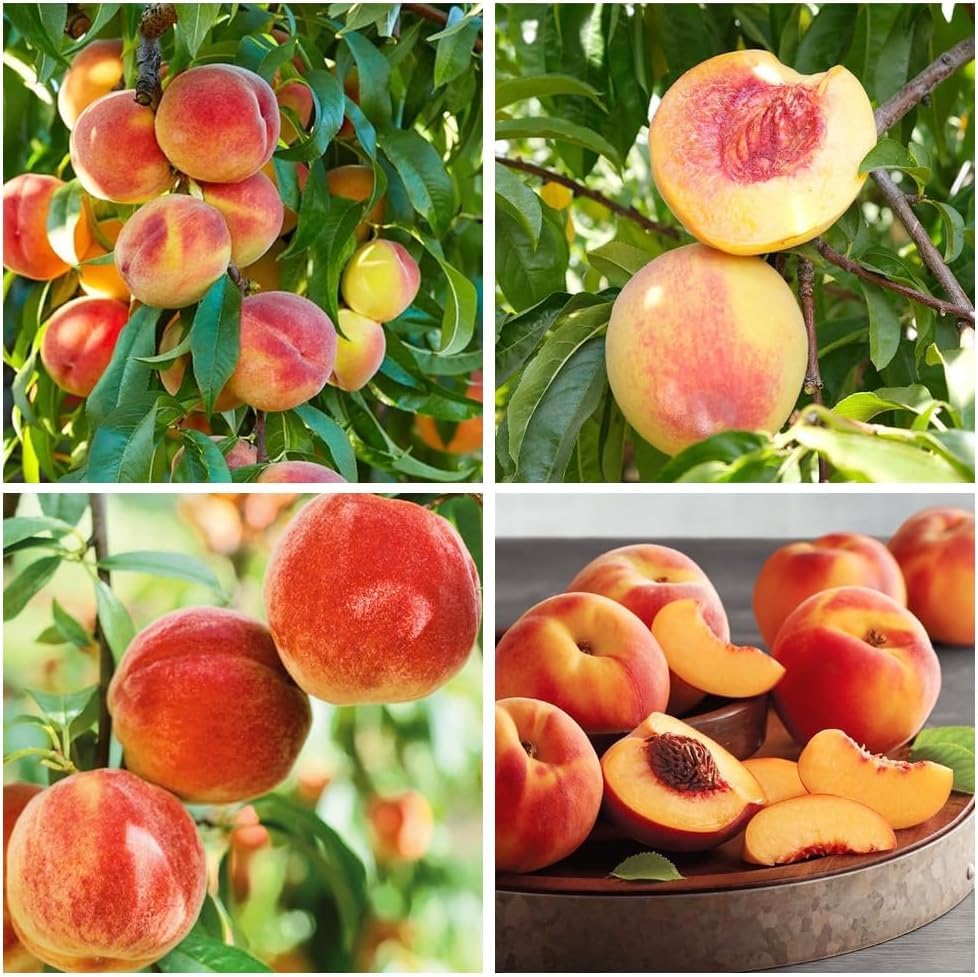 Peach Tree Seeds 5pcs – Sweet Juicy Fruit Variety – Non-GMO Hardy, Fast-Growing Fruit Tree for Home Gardens, Orchards & Pots