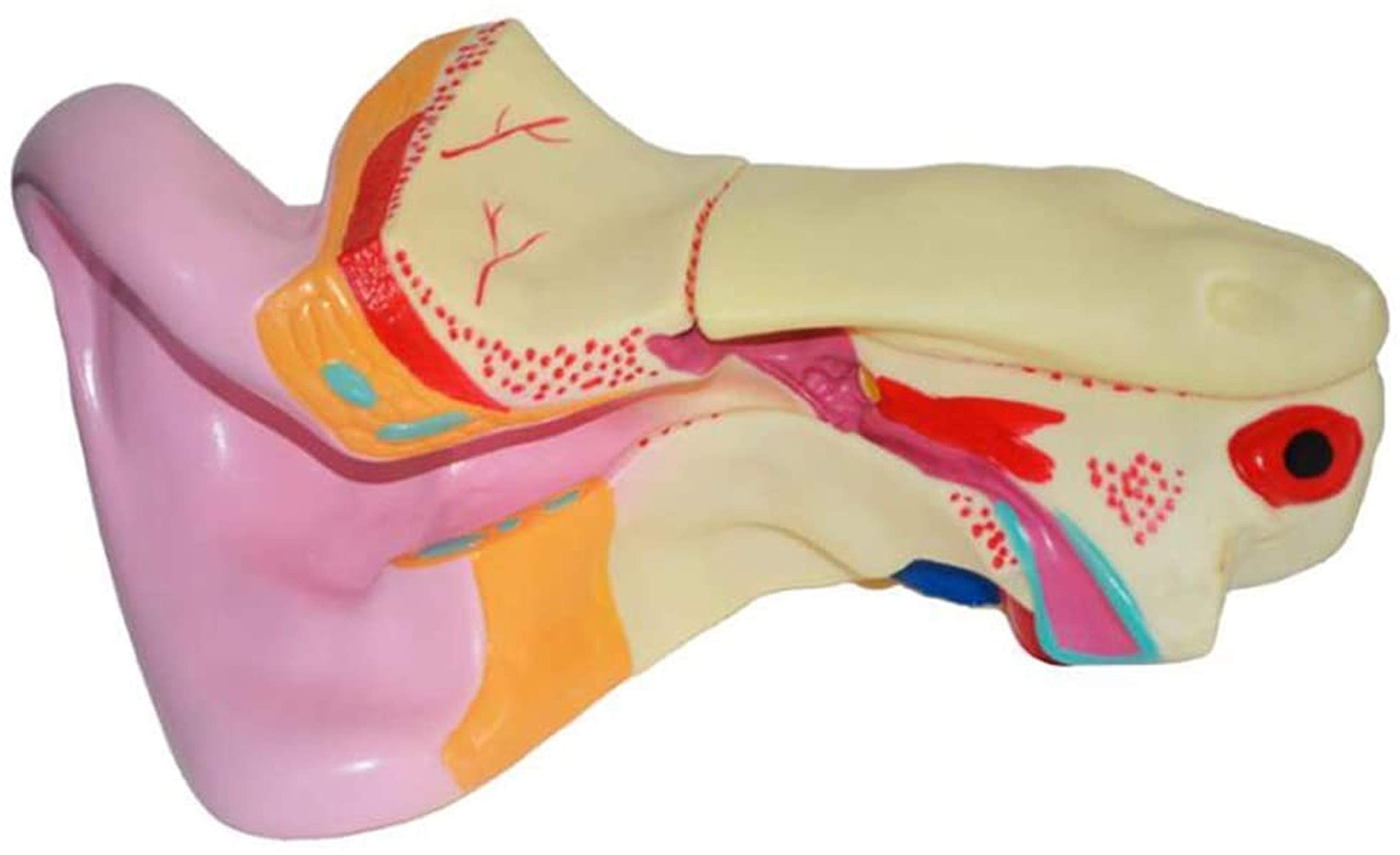 Modelo anatomía, Modelo Educativo, Modelo estómago tamaño Natural, Modelo órgano Humano, Modelo patológico médico estómago para Estudio, Modelo enseñanza, Modelo Esqueleto médico