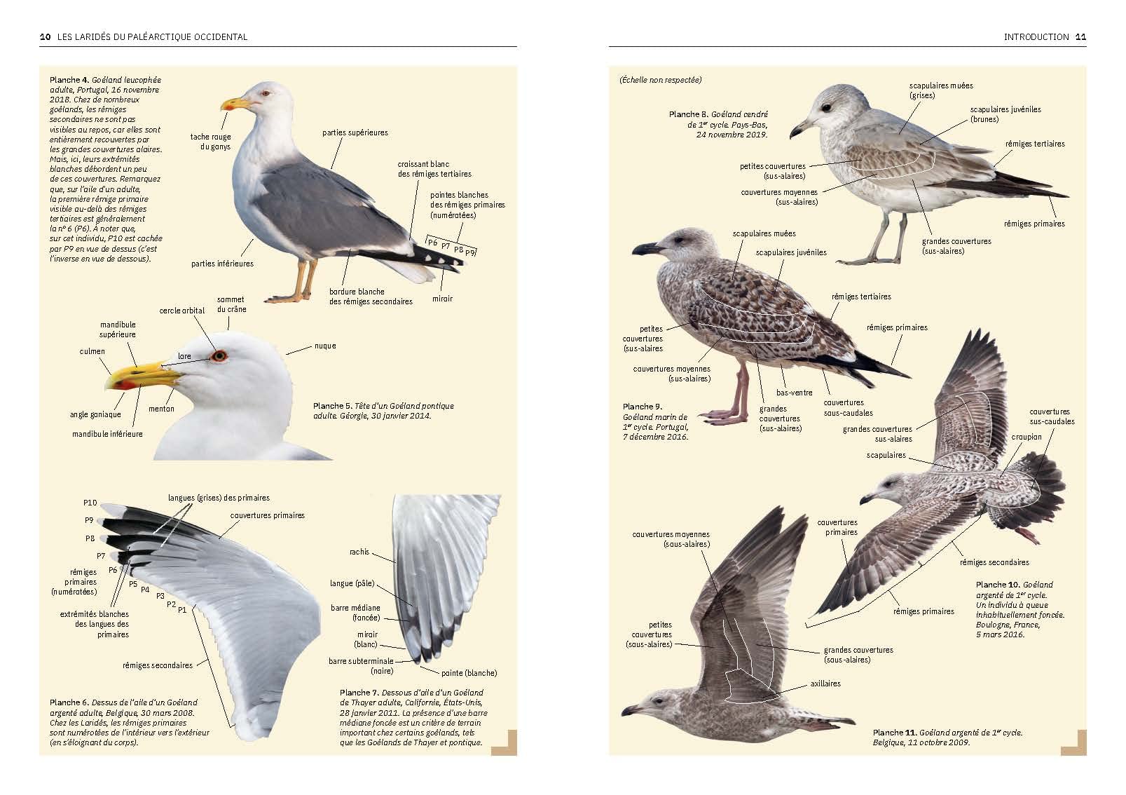 Les Laridés du paléarctique occidental: Guide d'identification des mouettes et des goélands