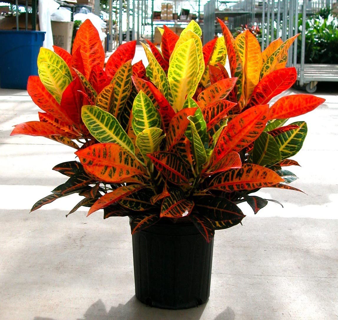 See full amazon price history chart for Entacloo_Croton Plant_One Healthy Plant In a Plastic Bag_xspl-c395 Entacloo_Croton Plant_One Healthy Plant In a Plastic Bag_xspl-c395 (B0B5N2WF1P) Amazon Price History, Amazon Price Tracker