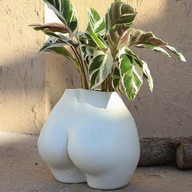plant vases