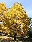 Generic 2 Trees Ginkgo Live Plants - 1qt. Pot Maidenhair Tree Ginkobiloba