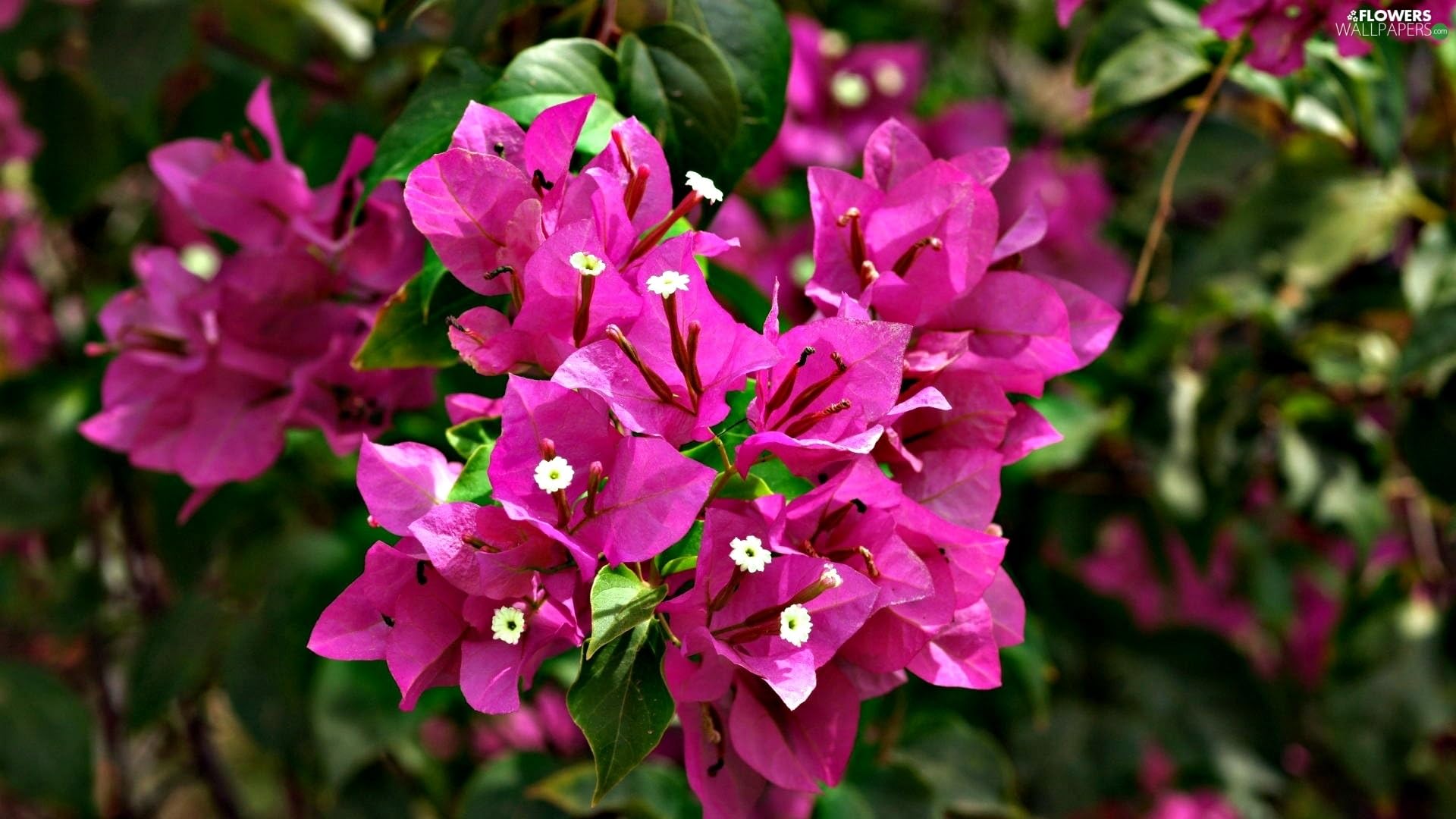 Piante di Bouganville, colori mix, piante in vaso 16cm, H80-120cm. Rampicanti fioriti (Arancione)