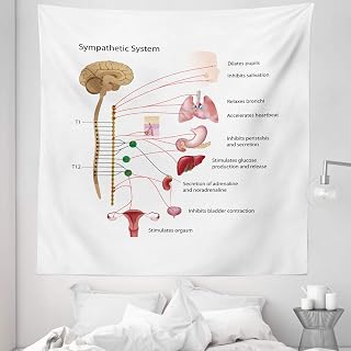Ambesonne Anatomy Tapestry King Size, Sympathetic System Functions Scheme Biology Plain Background, Wall Hanging Bedspread Bed Cover Wall Decor, 88" X 88", White and Multicolor