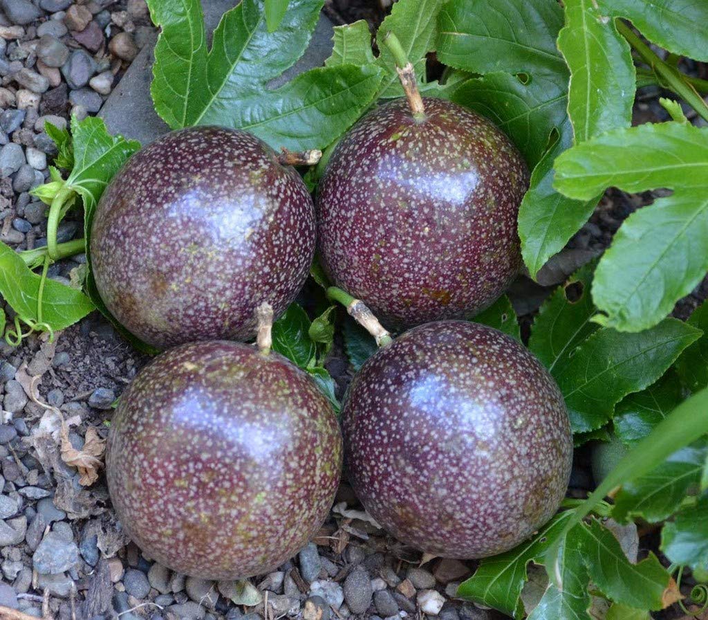 See full amazon price history chart for Creative Farmer Rare Purple Hybrid Passion Fruit Live Seedling Plant Creative Farmer Rare Purple Hybrid Passion Fruit Live Seedling Plant (B08Q8KST3Z) Amazon Price History, Amazon Price Tracker