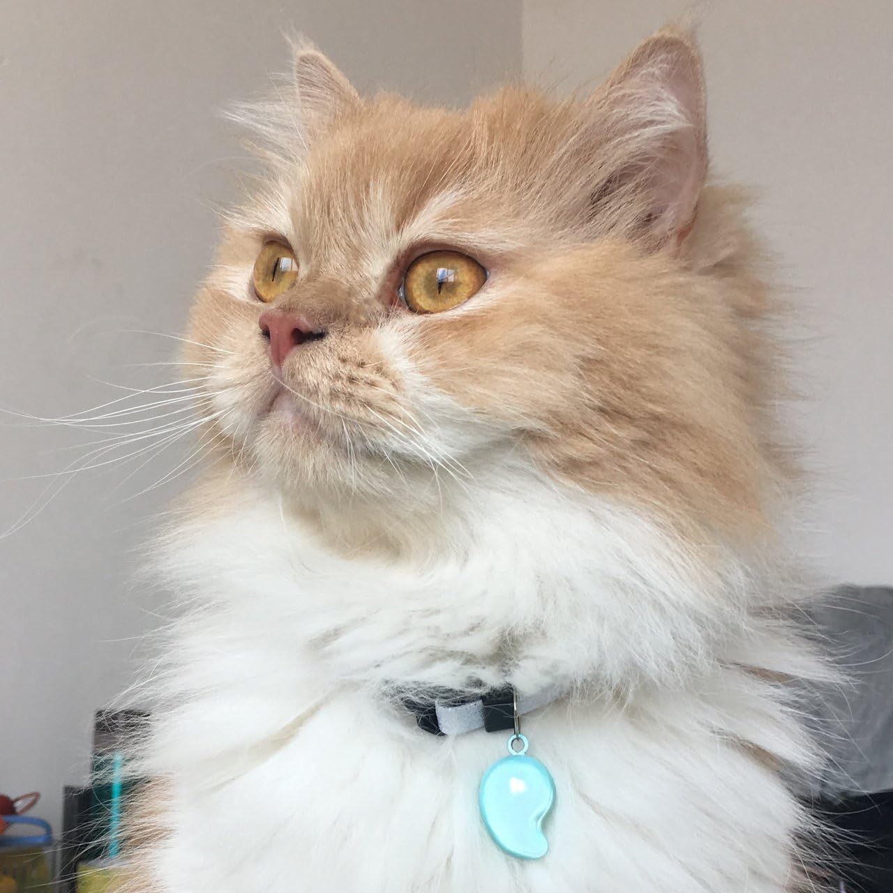 Fluffy cat collar Clearance