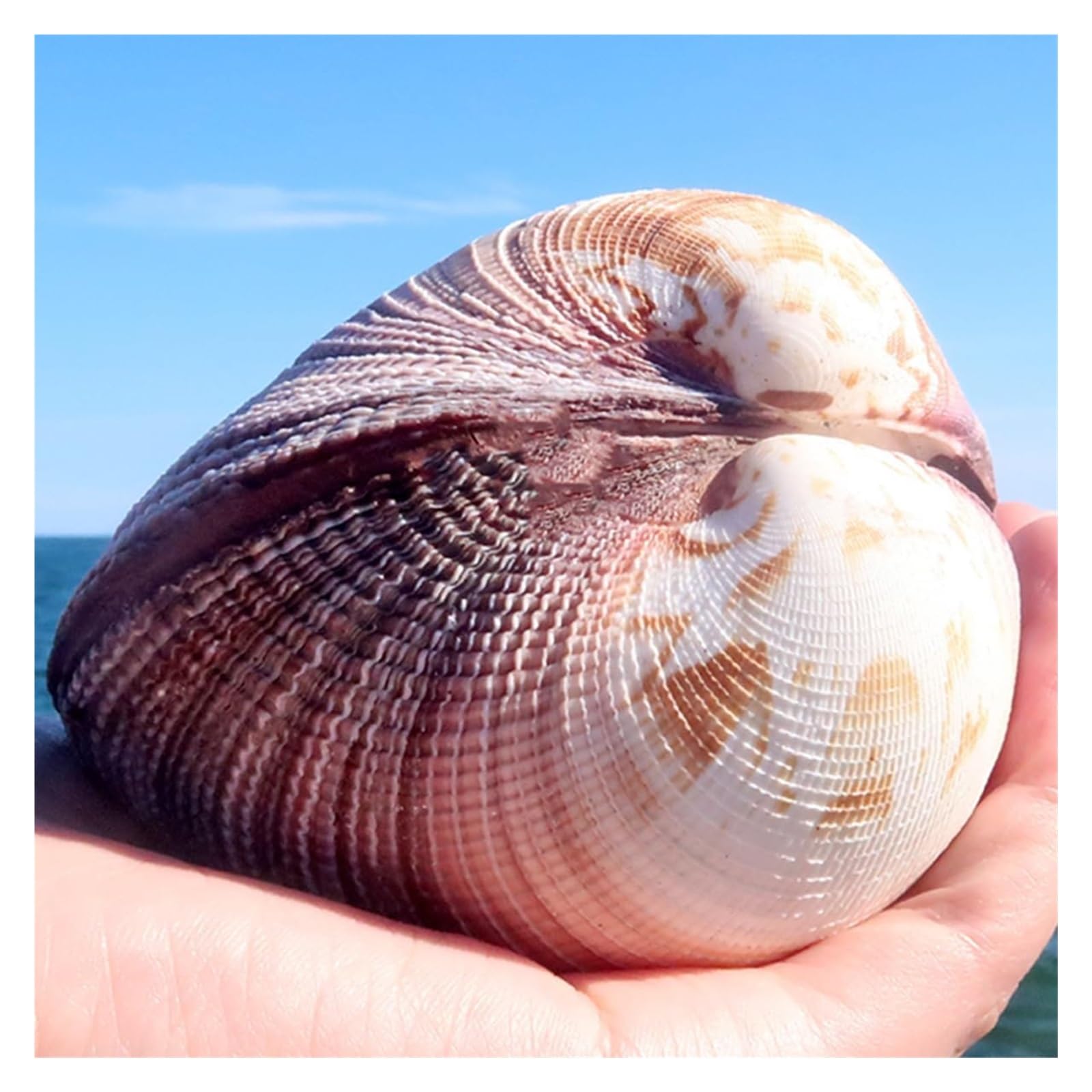 Grandi Conchiglie Marine, Conchiglia Naturale, Grandi Conchiglie for Decorazione, Conchiglie Marine Naturali Rare da 8 a 10 cm for Decorazioni Nuziali, Feste a Tema Spiaggia, Acquario