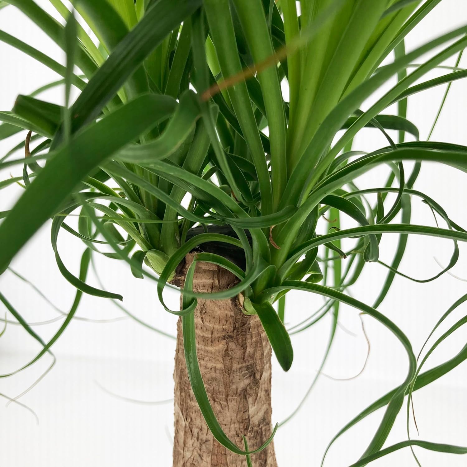 KENTIS - Nolina Beaucarnea Recurvata - Mangiafumo - Piante Vere da Interno Purifica Aria - Pianta da Appartamento - H 60-70 cm Vaso Ø 21 cm