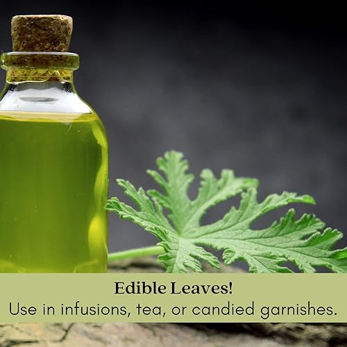 Miniatura 4 de Clovers Garden repelentes de mosquitos de citronela, tamaño grande, en macetas de 4 pulgadas, 2 unidades