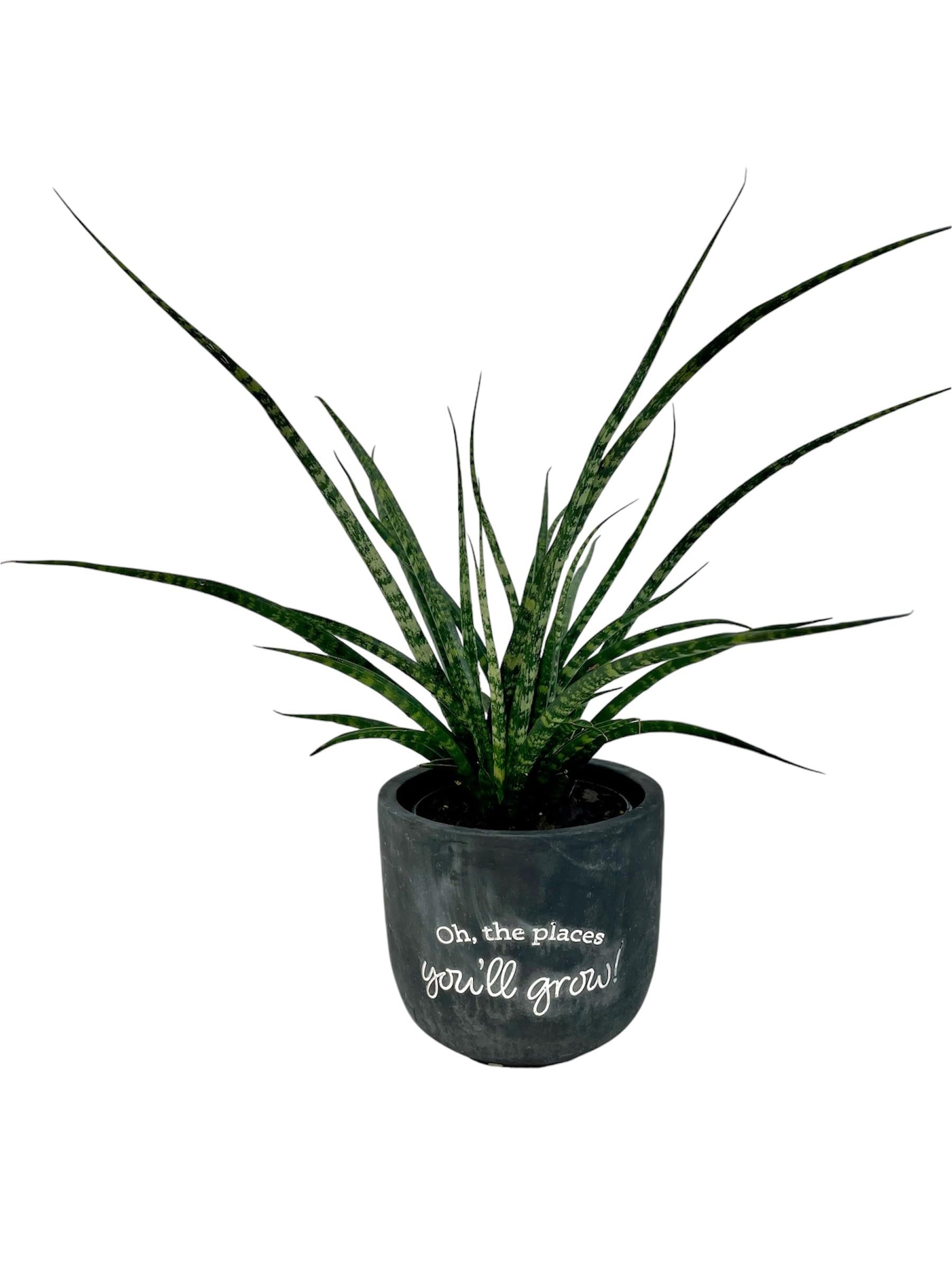 Everbloom Growers Fernwood Mikado