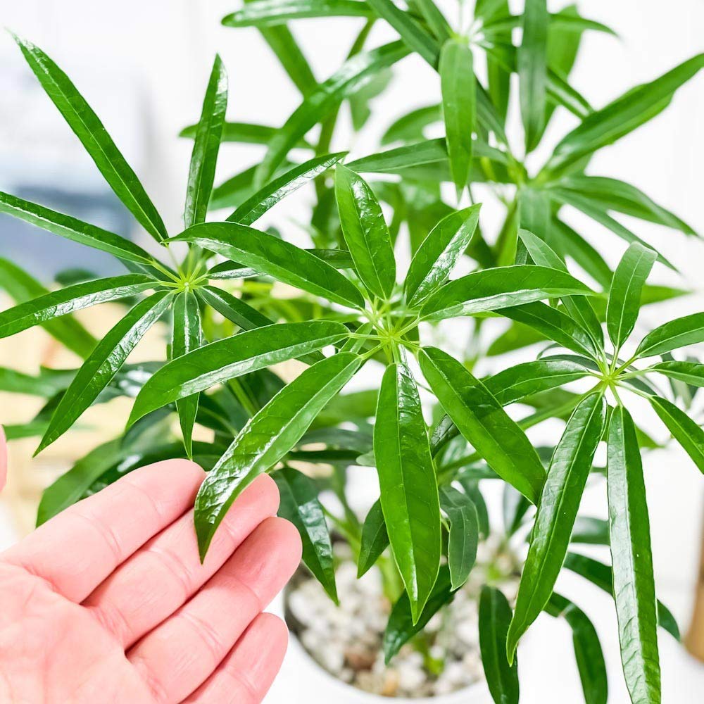 Amazon.co.jp: PLANCHU 観葉植物 シェフレラ アンガスティフォリア 4号