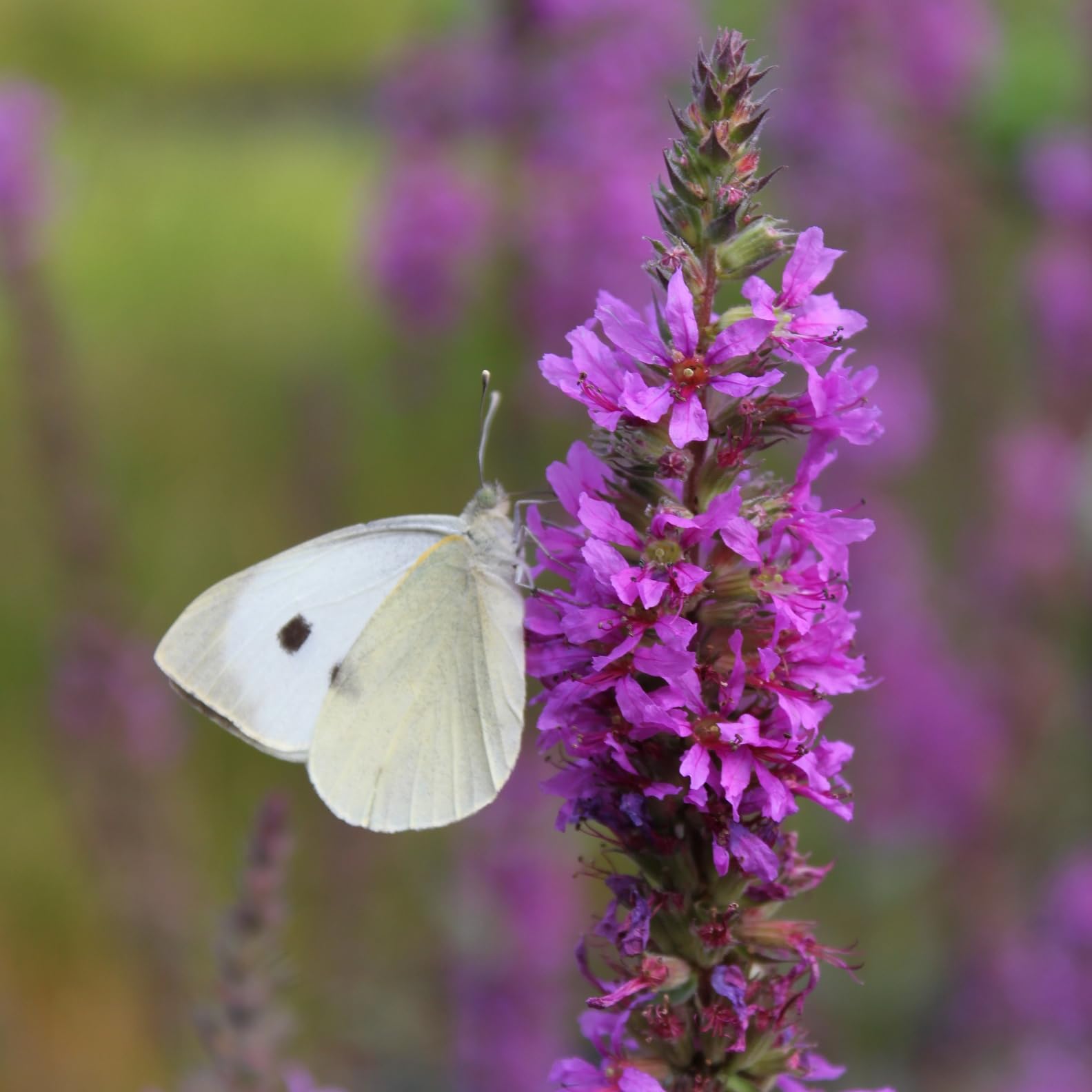 FROG-ISLAND violettrosa- SCHWIMMINSEL inklusive Pflanzen - REIHERSCHUTZ - 4er-Mix mit Pflanzinsel - QUALITÄTSSTAUDEN im Pflanzkorb - Frosch-Insel für Gartenteich