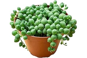 Petite String of Pearls: Live Succulent Plant Enchanting Indoor Spaces