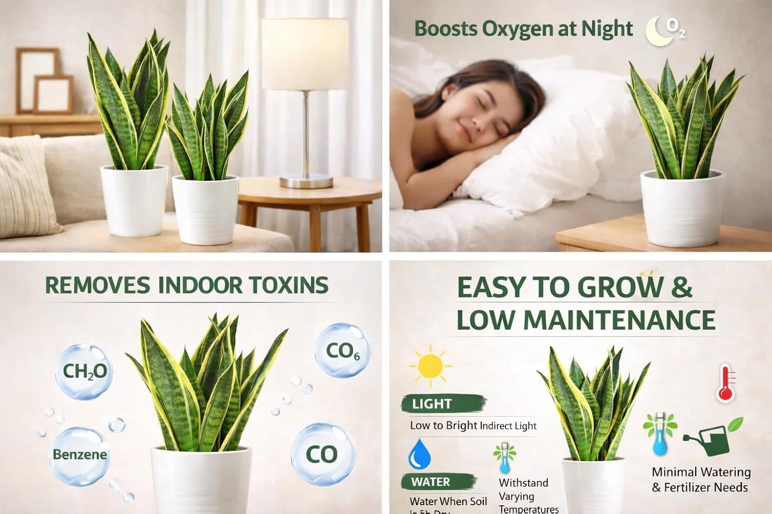Snake Plant - The Ultimate Air Purifying Plant -2 Snake Plant - The Ultimate Air Purifying Plant -2