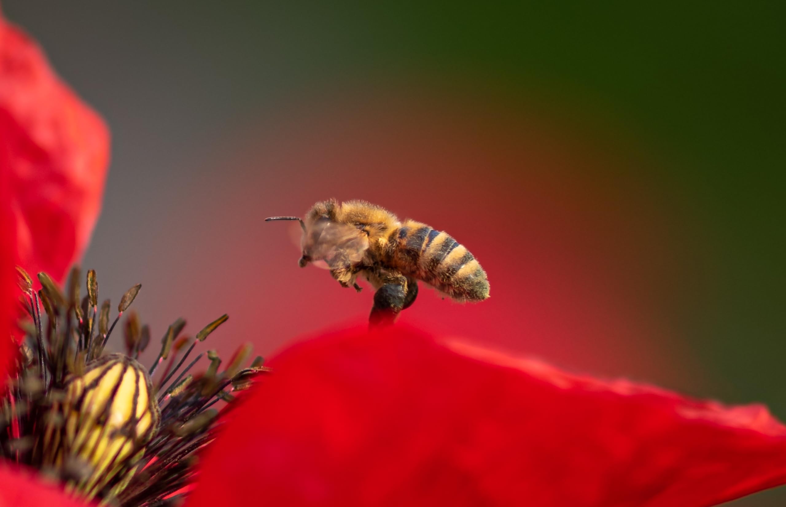 Klatschmohn (Papaver rhoeas) Samen. Heilpflanze (1000000 Samen = 100,0g)