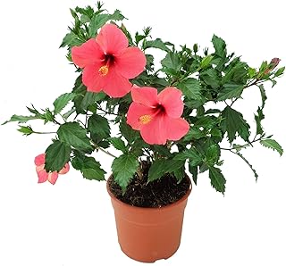 Hibiscus Rosa-Sinensis 35cm Planta Natural en Maceta Flores de Colores