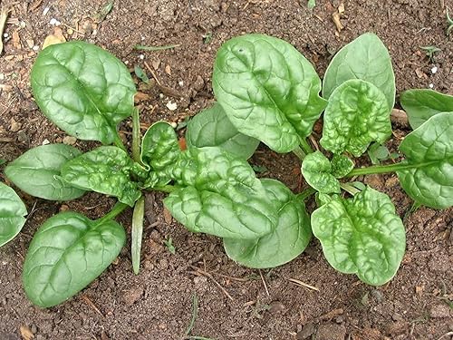 Miniatura 2 de Spinach Bloomsdale Long Standing (Spinacia oleracea) semillas para plantar, hojas verdes lisas de larga duración, sin OMG, horticultura de reliquia,