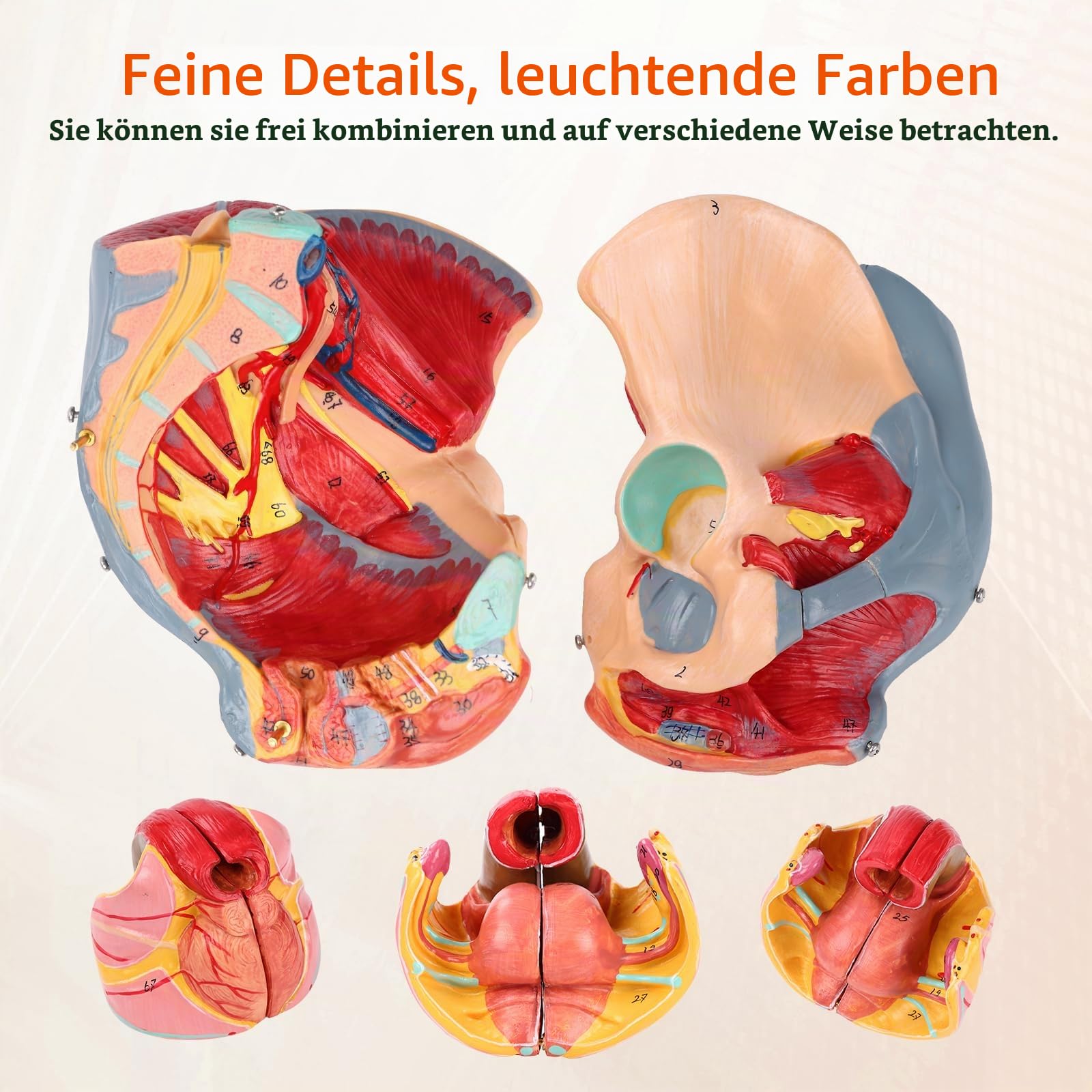 Weiblicher Beckenboden Modell, Anatomie Modell Beckenboden, Weibliches Beckenmodell Lebensgröße Mit Abnehmbaren Organen 4-teiliges, Für Lehr-Lern-Display