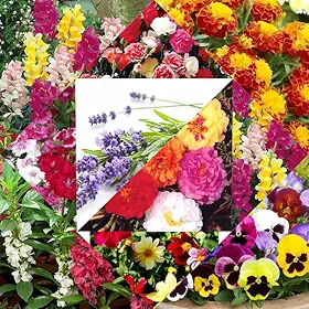 Kit 10 Variedades de Flores Comestíveis para Jardim e Cozinha, Cores e Aromas Variados
