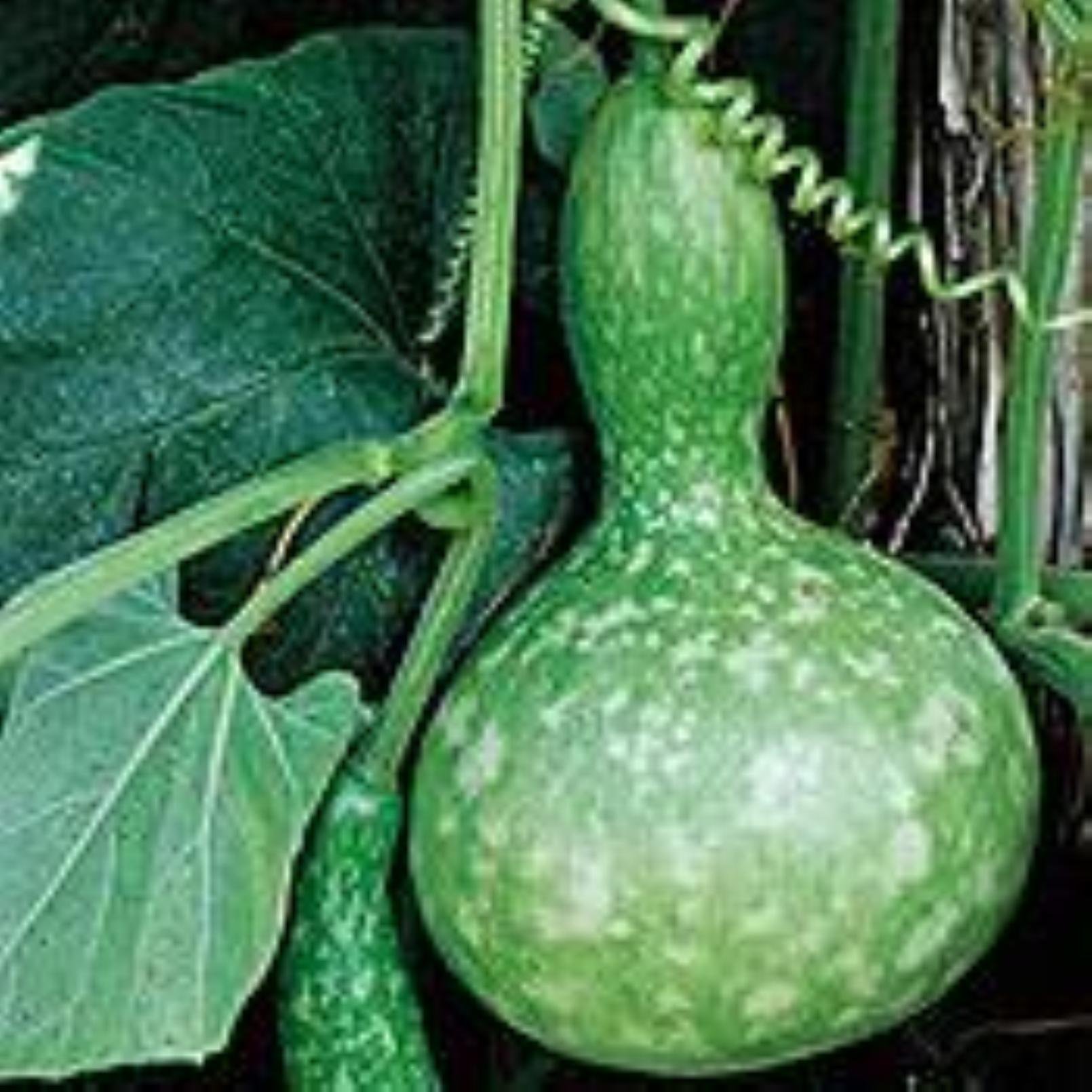 Seed Stores: Hybrid Bird Nest Bottle Gourd F1 Rare For Terrace Balcony Poly House Gardening 10 Seeds" (B00OS42YFI) Amazon Price History, Amazon Price Tracker