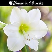 Vista 2 de Amaryllis madre de floración rápida