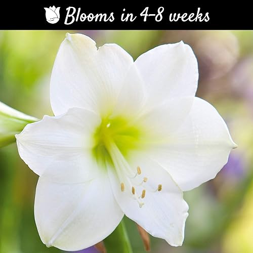 Miniatura 3 de Easy to Grow Amaryllis - Bombilla de planta Flor de manzana (paquete de 1 unidad), flores rosas claras y blancas para jardines interiores y