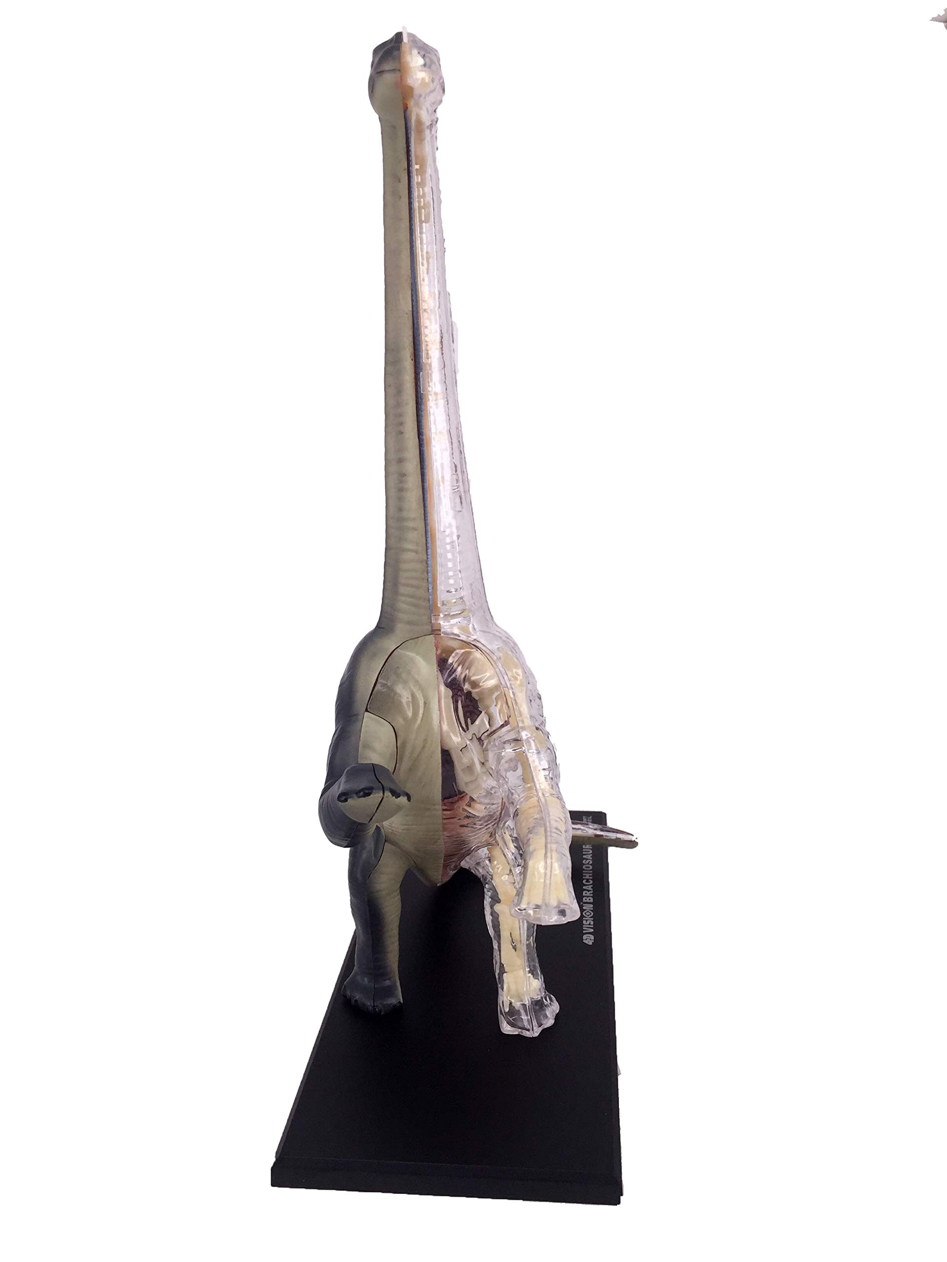 Amazon.co.jp: 4D VISION 動物解剖モデル 立体パズル 【 BRACHIOSAURUS