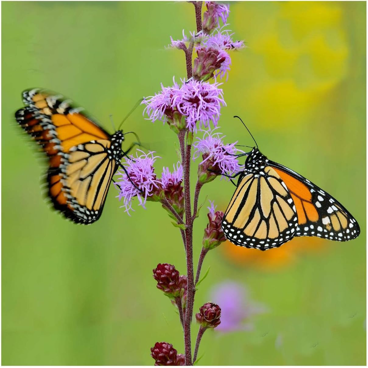 Everwilde Farms - 1 Oz Meadow Blazing Star Native Wildflower Seeds - Gold Vault