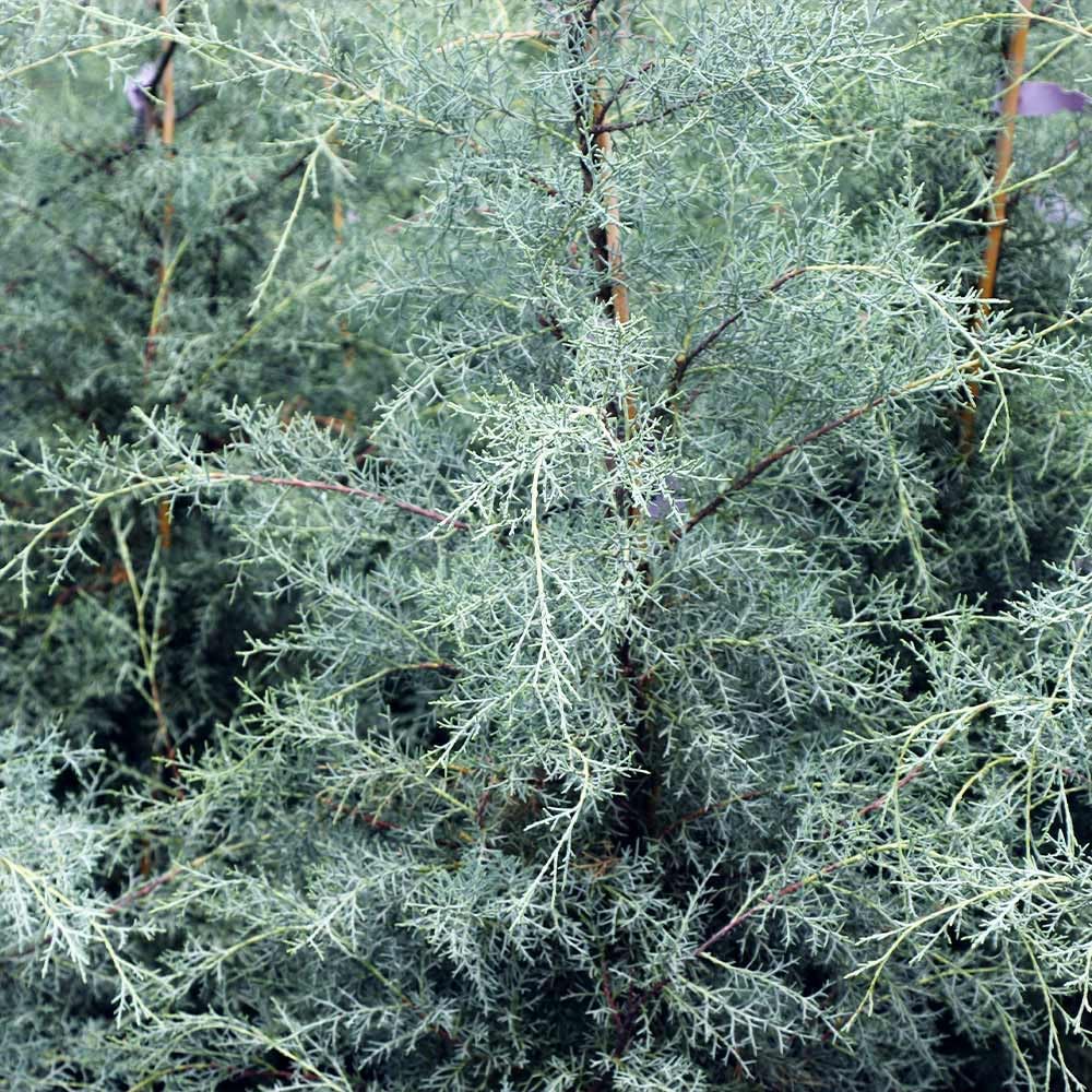 Brighter Blooms - Carolina Sapphire Cypress Tree, 3-4 ft. - No Shipping to AK, AZ, HI