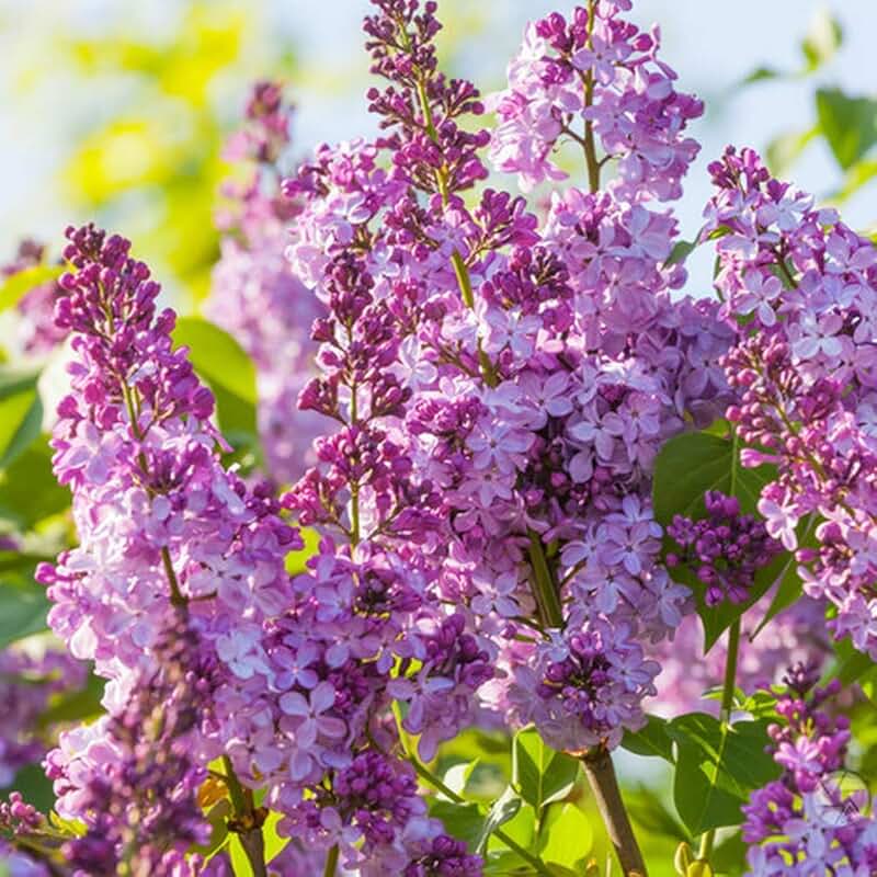 Amazon.co.uk lilac tree