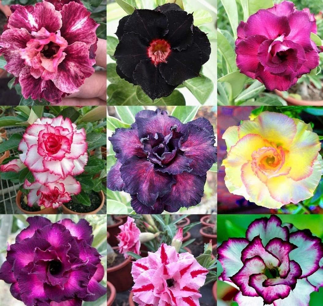 Desert Rose Seeds Mix โ 20 Adenium Seeds Desert Rose โ Adenium Obesum