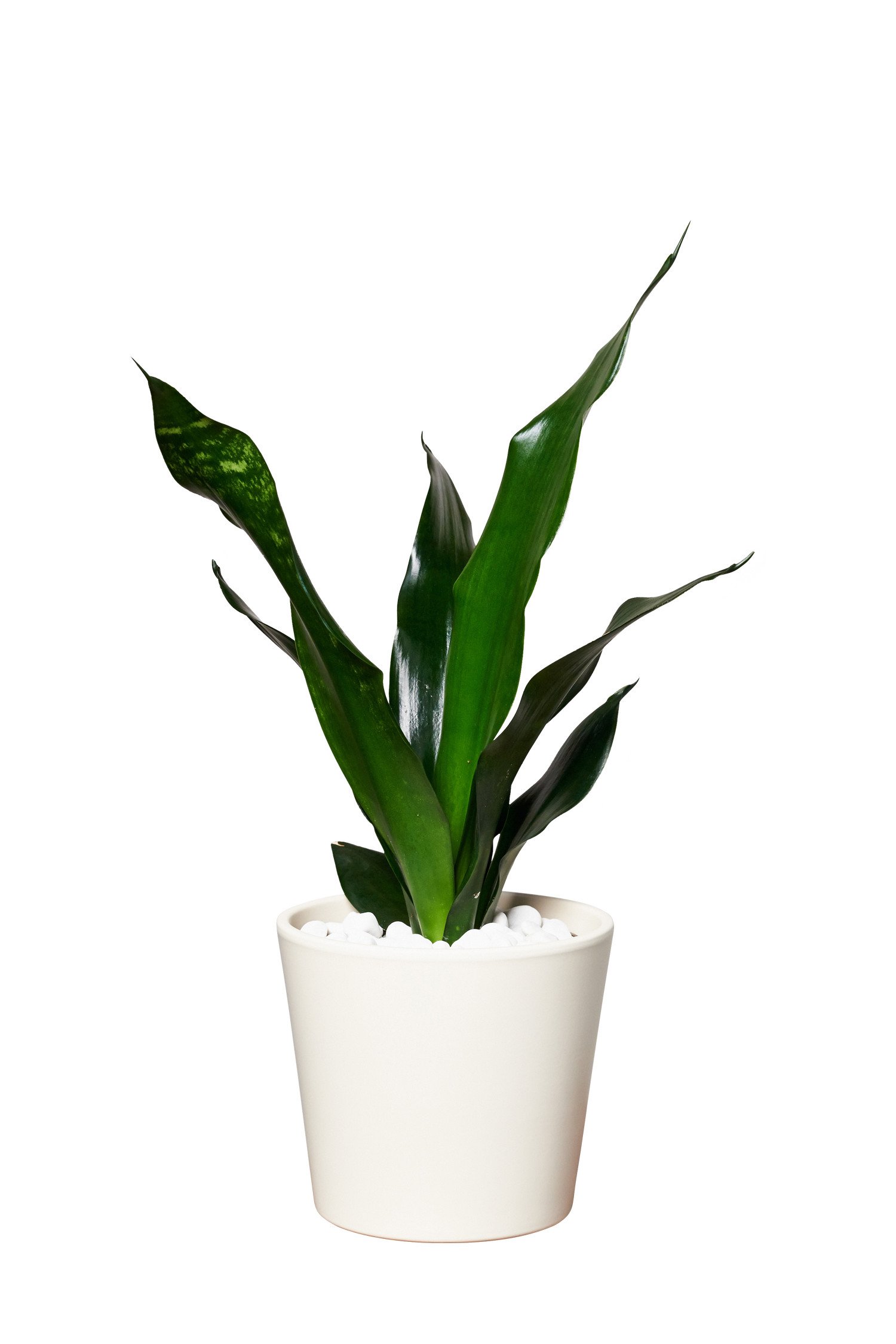 EVRGREEN | Zimmerpflanze Bogenhanf in Hydrokultur mit cemefarbenem Topf als  Set | Schwiegermutterzunge | Sansevieria trifasciata Black robusta :  Amazon.de: Garten