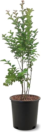 Vista 25 de American Plant Exchange Black Diamond Shell Pink Crape Myrtle Tree Live, maceta de 1 galón, 1-1.5 pies de alto, flores rosas vibrantes, tolerantes a
