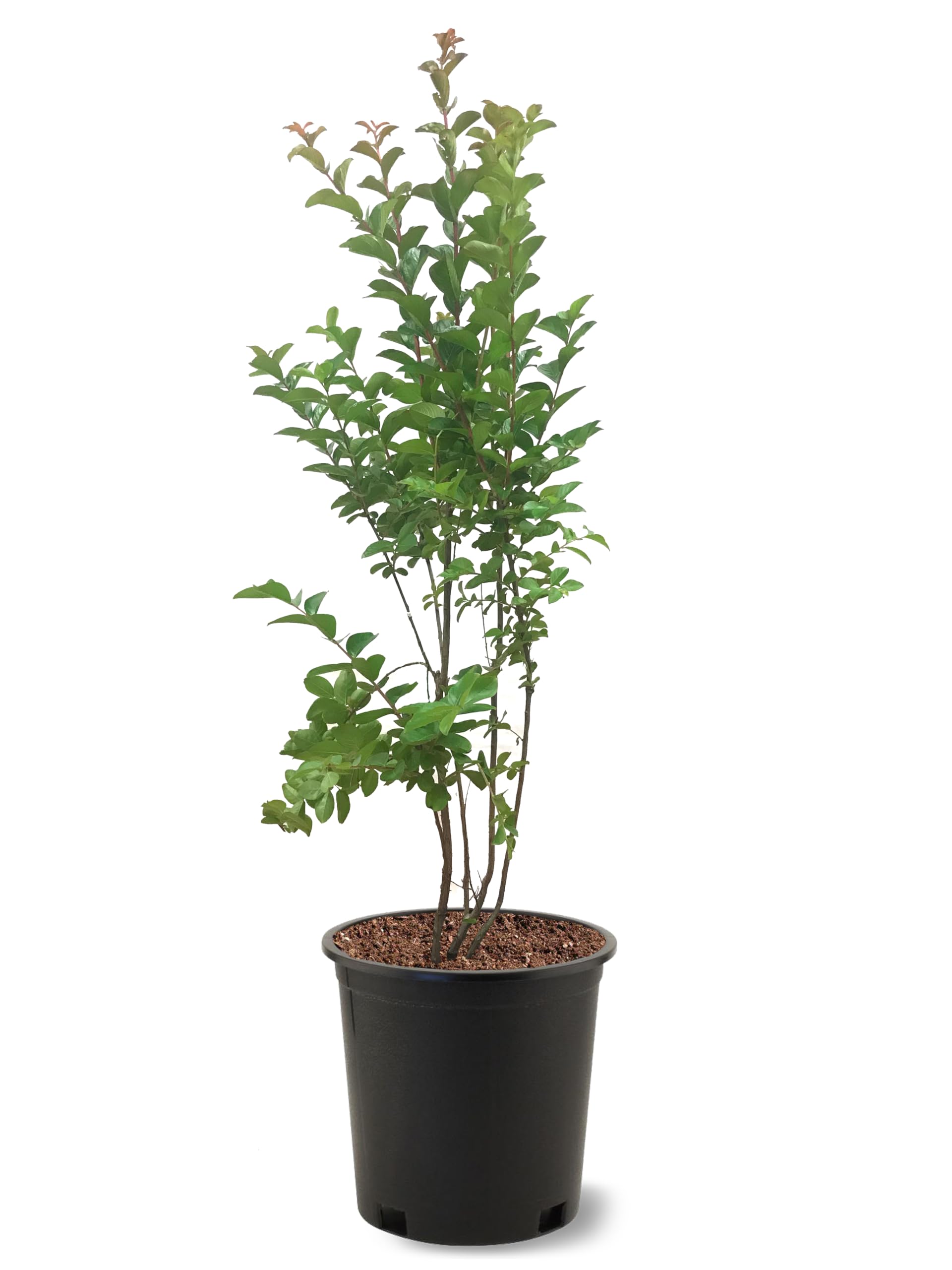 American Plant Exchange Sioux Crape Myrtle Tree 3-Gallon Pot