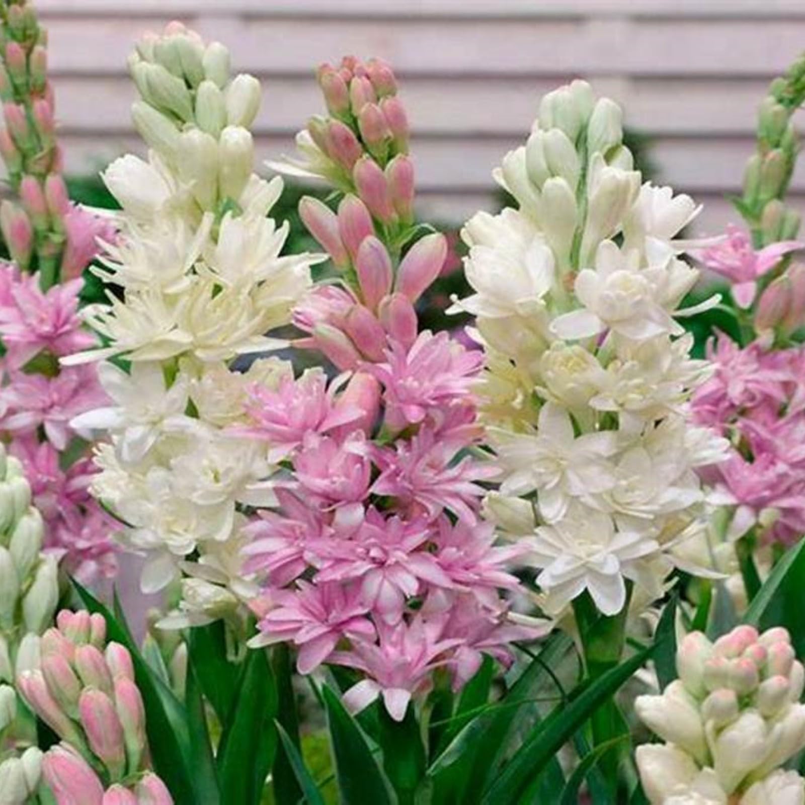 Tuberose Bulbs for Planting Now UK Ornamental Perennial Easy Plant Excellent Display Plant Bulbs Greening Flower/Good for Containers/Natural Organic -10Bulbs-G