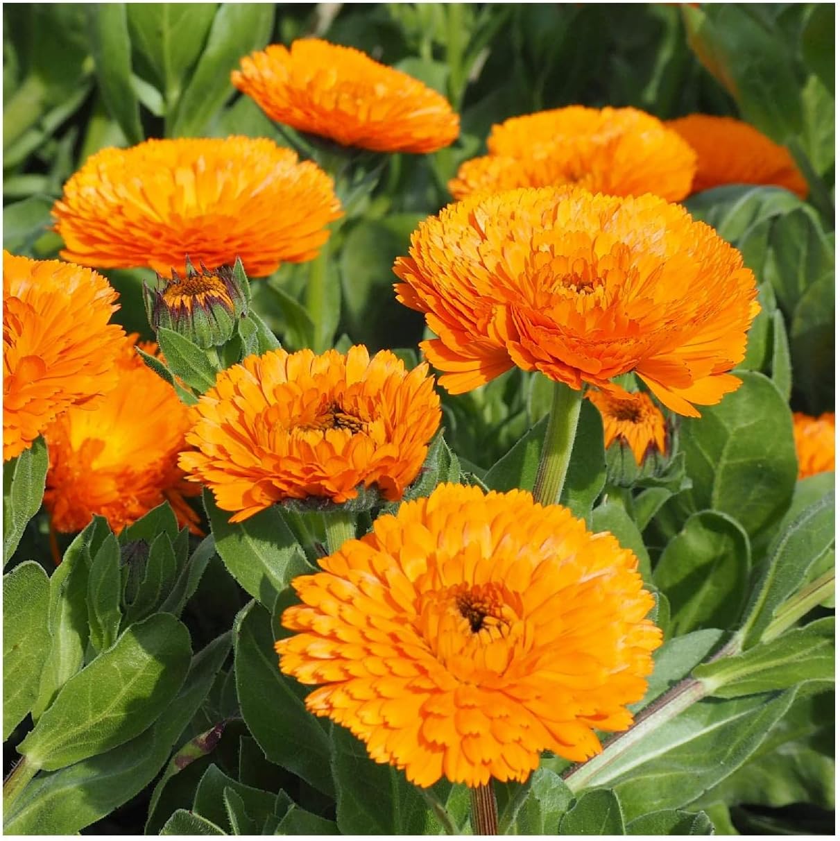Everwilde Farms - 1 Lb English Marigold Wildflower Seeds - Gold Vault