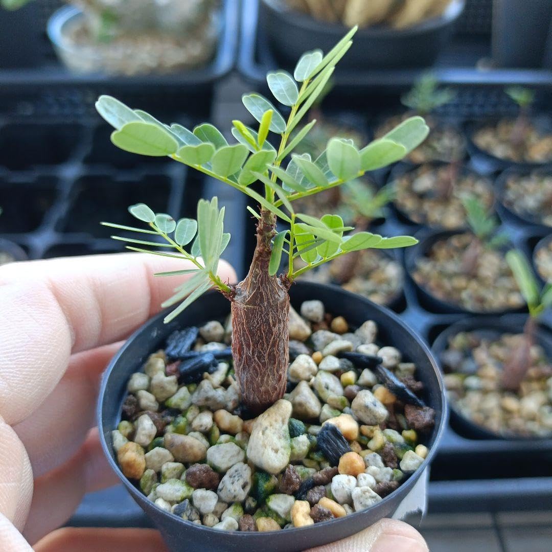 Amazon｜センナ メリディオナリス 実生｜観葉植物 オンライン通販