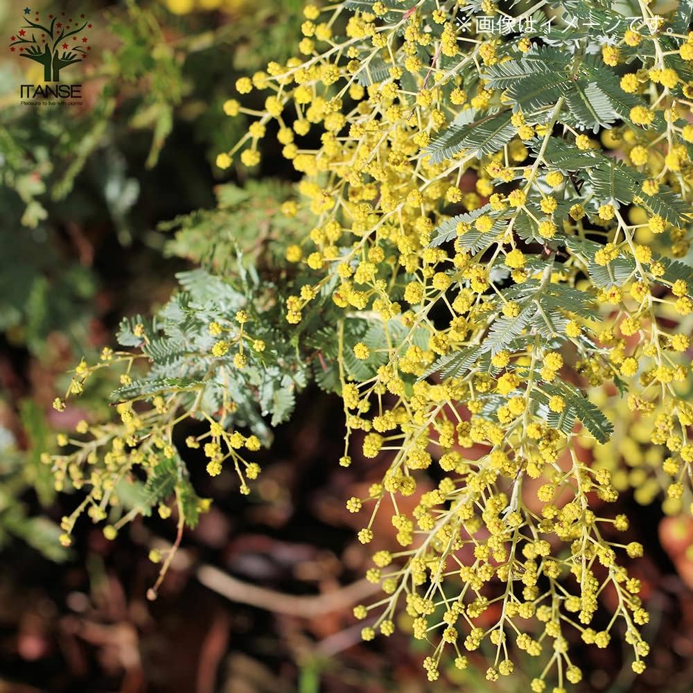 ミモザアカシア / 561 ミモザアカシア / 561