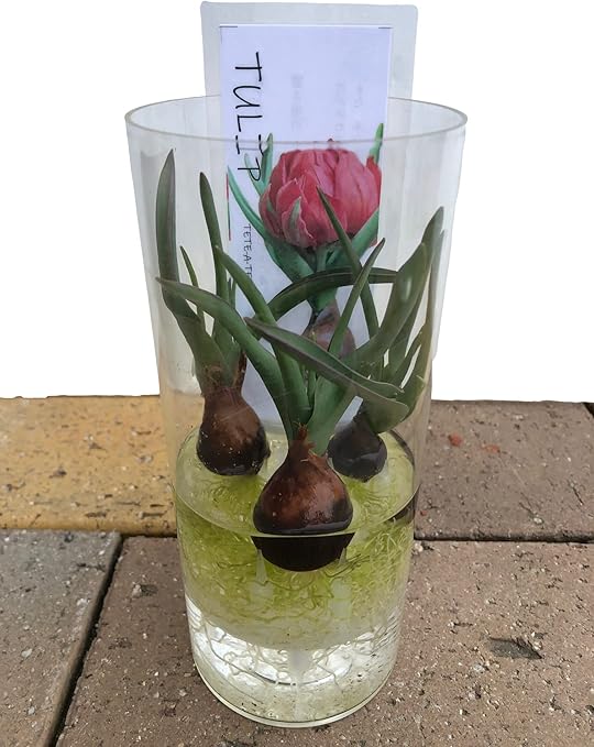 Amazon Co Jp 花言葉は 博愛 思いやり チューリップ テタテ 3球入りクリアシリンダー水耕栽培 1個 Tulip 園芸 鉢花 鉢植え 花 誕生日 記念日 プレゼント 贈り物 チューリップ テタテ クリアシリンダー水耕栽培 1 Diy 工具 ガーデン Amazon Co Jp 花言葉は 博愛 思いやり チューリップ テタテ 3球入りクリアシリンダー水耕栽培 1個 Tulip 園芸 鉢花 鉢植え 花 誕生日 記念日 プレゼント 贈り物 チューリップ テタテ クリアシリンダー水耕栽培 1 Diy 工具 ガーデン