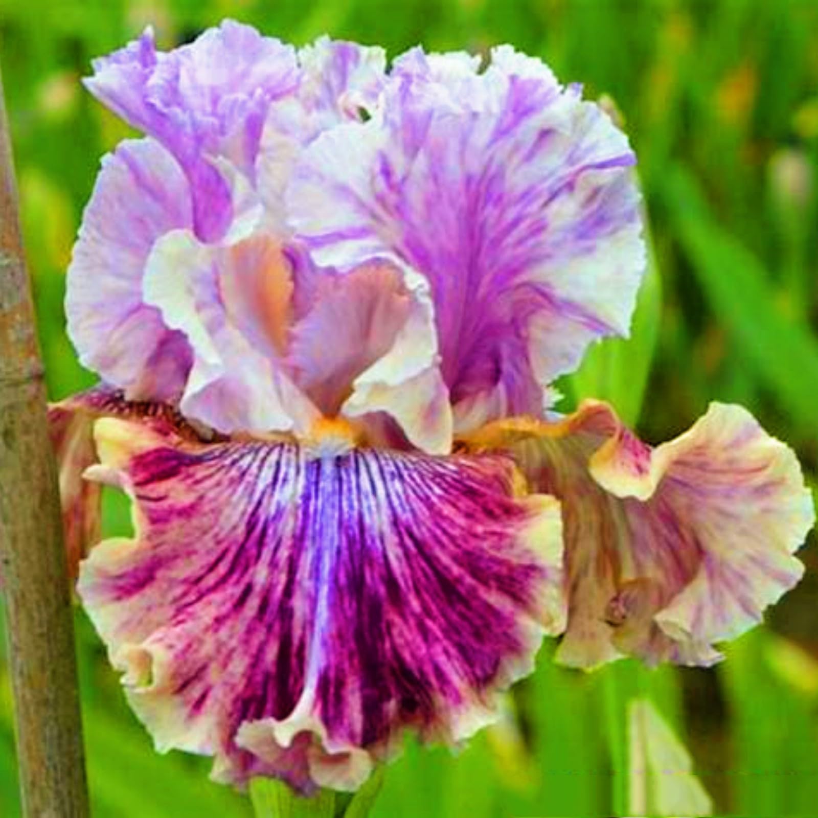 Iris Bulbs-Iris Bulbs for Planting Now UK,Wedding Flowers,Garden Flowers,Plant Bulbs,Hardy Perennial-15bulbs-b